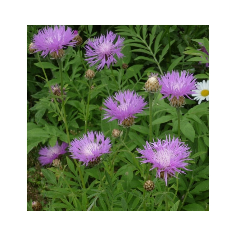 Centaurea dealbata